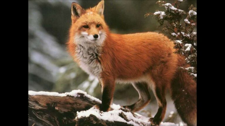 Do Foxes Bark At Night