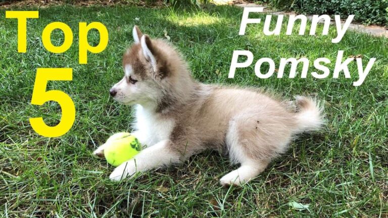 Do Pomskies Bark A Lot