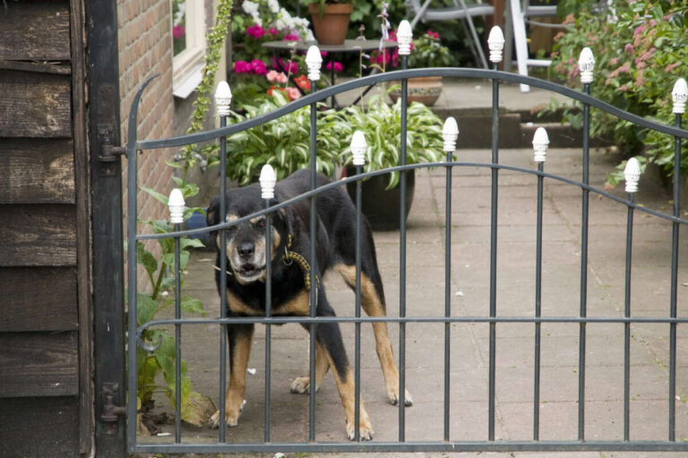 Why Do Dogs Bark Through Fences