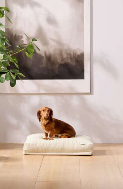 What Are Dog Beds Made Of
