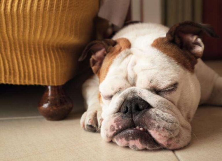Why Do Dogs Bark When They Sleep