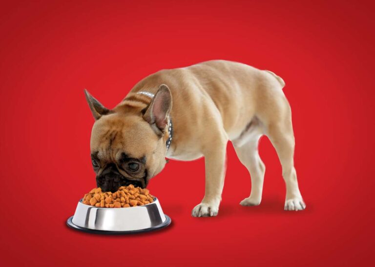 What Food Should A Dog Eat