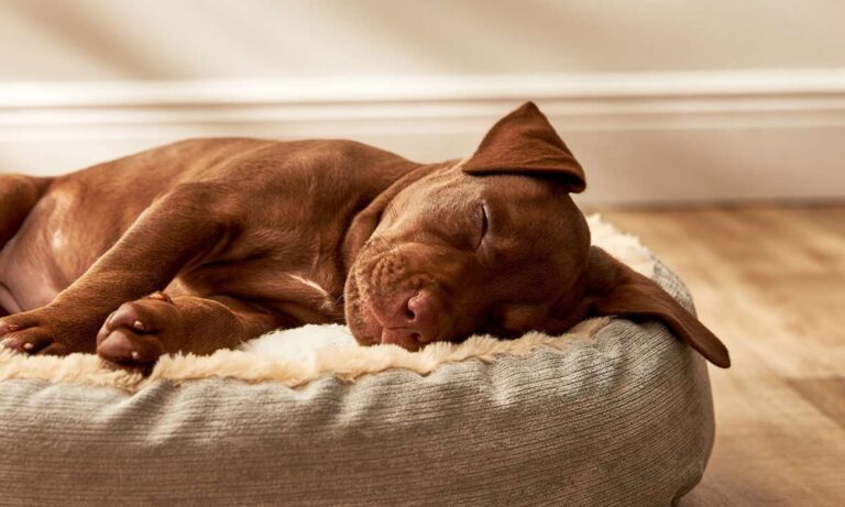 Do Puppies Need A Dog Bed